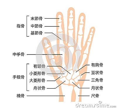 Hand bone flat vector illustration human anatomy Vector Illustration