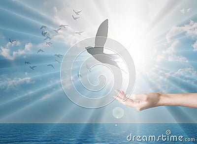 Releasing a bird, Freedom, peace and spirituality dove, pigeon Stock Photo
