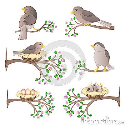 A set of pictures of birds on the branches. Little birds of their nests, eggs and chicks on flowering spring branches - vector Vector Illustration