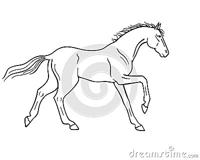 Horse galloping - vector linear picture for coloring. Outline. Hand drawing. A horse in a canter center, phase with support on two Vector Illustration