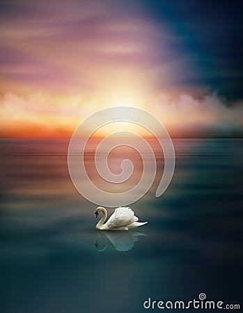 White Swan on lake, sunset sky wallpaper Stock Photo