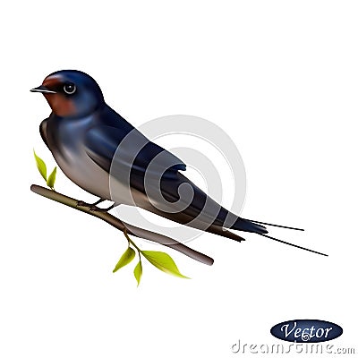 Swallow bird isolated on a white background. Realistic Hirundo rustica. Vector illustration 3D. Beautiful natural swallow. Vector Illustration