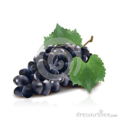 Wine grapes realistic bunch vector icon set. Vector Illustration
