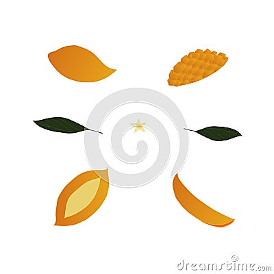 A set of different slices of yellow mango, whole fruit and green leaves Stock Photo