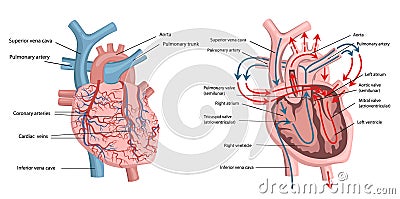 Human heart structure Vector Illustration