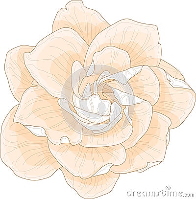 Realistic gardenia flower template in pastel cream color. Vector illustration Vector Illustration