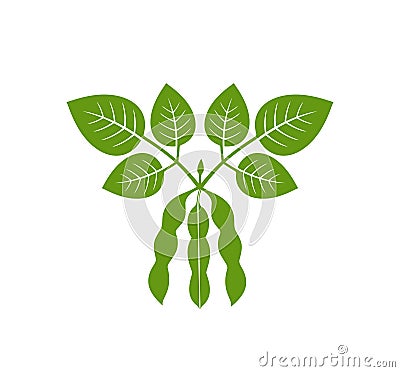 Soybean plant. Isolated soybean on white background Vector Illustration