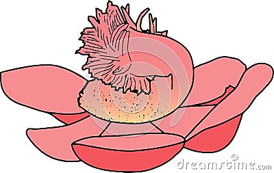 Sal flower illustration design on white Vector Illustration