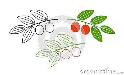 Jujube logo. Isolated jujube on white background Vector Illustration