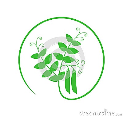 Pea plant. Isolated pea on white background Vector Illustration
