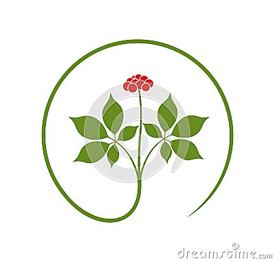 Ginseng logo. Isolated ginseng on white background Vector Illustration