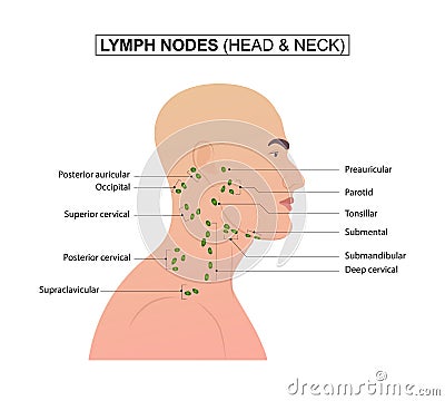 Lymph nodes of the head and neck Vector Illustration