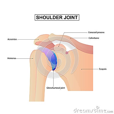 Diagram of Shoulder Joint anatomy Vector Illustration