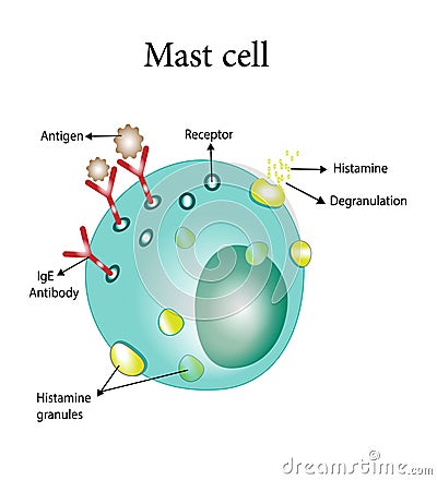 Mast cell. Immune system cells. Vector illustration. Cartoon Illustration