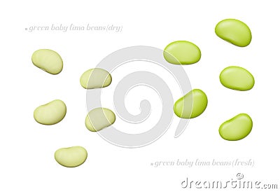 Green baby lima beans dry and fresh isolated on white background. Top view Vector Illustration