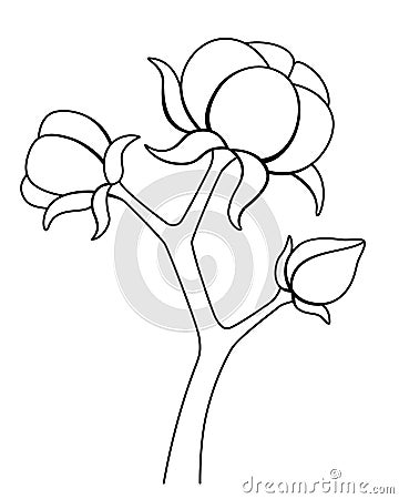Cotton stalk with open bolls with cotton fluff - vector picture for coloring. Outline. Cotton fiber, natural material of plant ori Vector Illustration