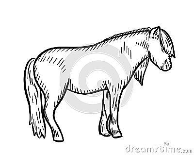 Sketch illustration of pony horse, hand drawn doodle. Vector Illustration