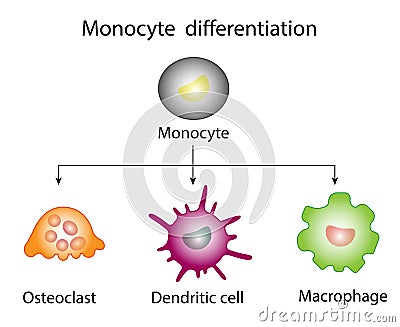 Monocyte Differentiation. Dendritic cell, Osteoclast and Macrophage. Stock Photo