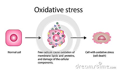 Oxidative stress, cellular damage, Free radicals cause oxidation e and damage of cellular components. vector illustration Cartoon Illustration