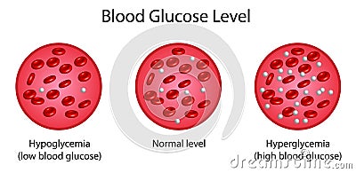 Blood Glucose Levels. normal level, hyperglycemia , hypoglycemia, sugar test. vector diagram Stock Photo