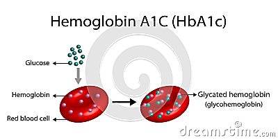 Hemoglobin A1C (HbA1c) blood , Glycated hemoglobin, HbA1c test, Diabetes mellitus. Vector illustration Cartoon Illustration