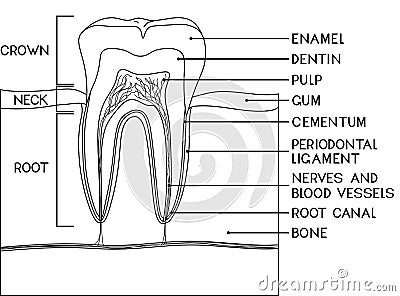 Coloring page with parts of human tooth. Scheme of structure of tooth (molar) in cross section Vector Illustration