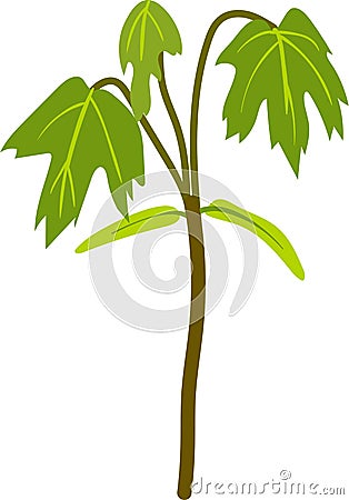 Young maple tree (Acer platanoides) Vector Illustration