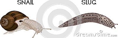 Types of gastropod molluscs: snail and slug. Vector Illustration