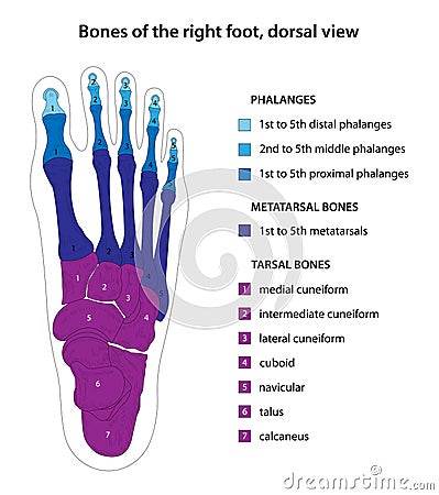 Bones of the right foot, dorsal view. Vector Illustration