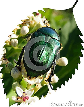 emerald green rose chafer bug vector art illustration Vector Illustration