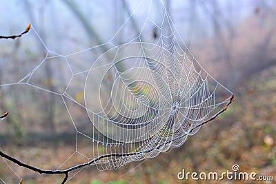 Web cobweb spiderweb net tissue spider`s web. Web in the autumn forest. Water droplets on the spider`s web. Stock Photo