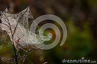 web, cobweb, spiderweb, net, tissue, spider's web Stock Photo