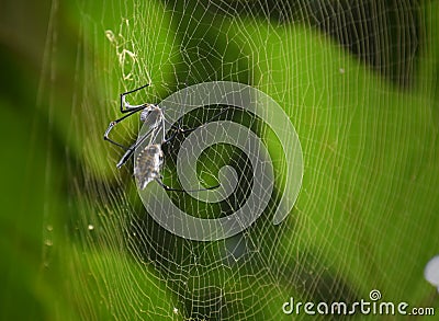 The Web of Death Stock Photo