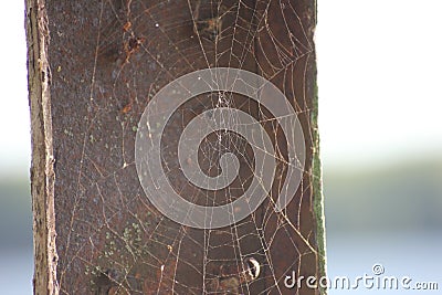 A web on a gray background, a house and a spider trap. a net of fine threads glitters in the sun, survival Stock Photo