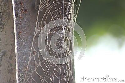 A web on a gray background, a house and a spider trap. a net of fine threads glitters in the sun, survival Stock Photo