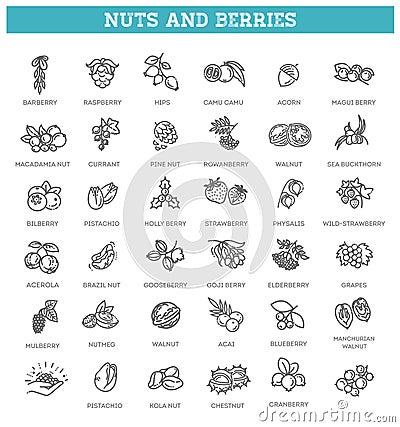 web icons collection - nuts and berries. Vector symbols Vector Illustration