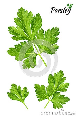 Parsley branches and leaves - Vector Vector Illustration
