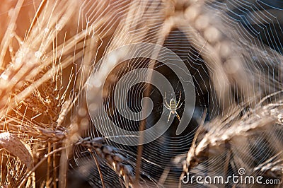 Web with spider on a field of wheat on a Sunny day. Selective focus, blur. Stock Photo