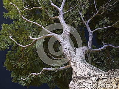 Tree branches in the night Stock Photo