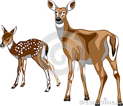 White tailed deer vector Vector Illustration