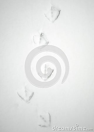Webbed Footprints in Snow Stock Photo
