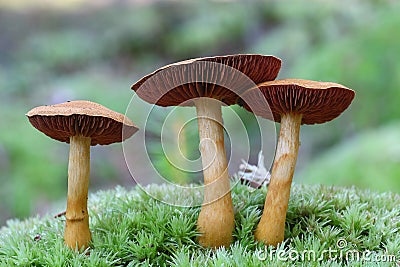 Webcap mushroom cortinarius Stock Photo