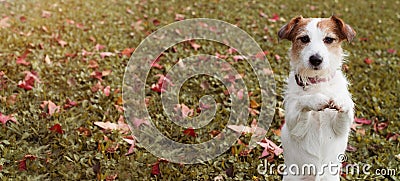 WEBSIDE BANNER AUTUMN DOG. JACK RUSSELL PUPPY STANDING ON TWO HIND LEGS AND PRAYING WITH ITS FRONT PAWS ON FALL LEAVES GRASS Stock Photo