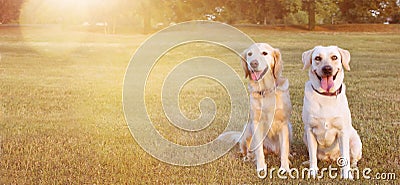 WEBSIDE BANNER TWO HAPPY DOGS LABRADOR AND GOLDEN RETRIEVER SITTING IN THE GRASS ON SUMMER HEAT Stock Photo