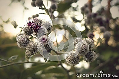 Close-up of thistles in sunset. Stock Photo