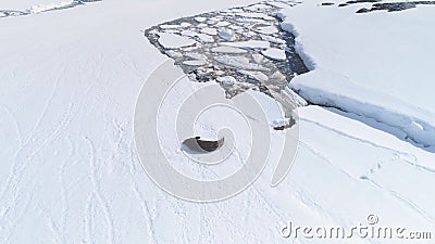 Weddell seal rest antarctica snow aerial view Stock Photo