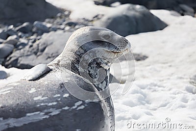 Weddell Seal rests on the snow in the Antarctic continent. Half Moon island, Antarctica Stock Photo