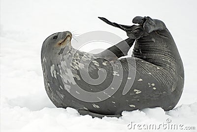 Weddell Seal resting on the snow, Antarctic Peninsula Stock Photo