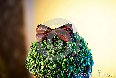 Wedding accessories of the groom butterfly. on a green flowerpot Stock Photo