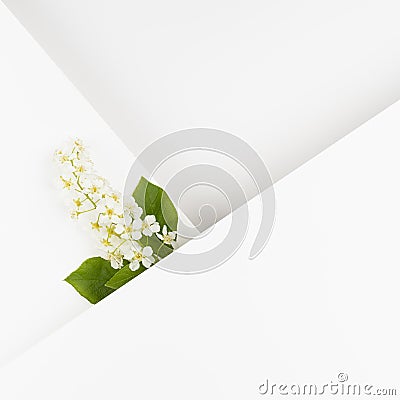 Wedding background with white bird cherry flower, green leaf, white paper blank space, corner, lines for text mockup on white . Stock Photo